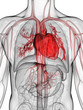 3d rendered illustration of the human heart