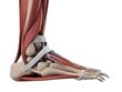 3d rendered illustration of the human foot