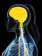 3d rendered illustration of the female nervous system