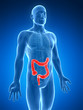 3d rendered illustration of the human large intestine