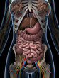 3d rendered illustration of the female anatomy