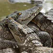 alligator