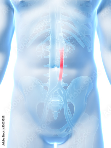 Illustration: 3d rendered illustration of the aorta 3d rendered illustration of the aorta