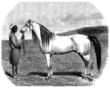 Arabian Purebred Horse