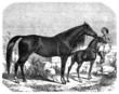 Arabian Purebred Horses