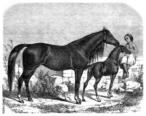 Illustration: Arabian Purebred Horses Arabian Purebred Horses