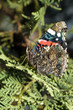 Foto: Butterfly on a flower Butterfly on a flower