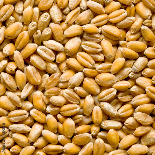 Photo: Wheat background Wheat background