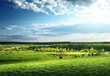 field of spring grass and forest