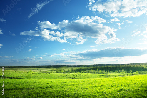 Photo: field of spring grass and forest field of spring grass and forest