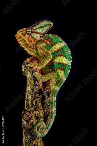 Photo: Yemen chameleon Yemen chameleon