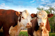 Two curious cows