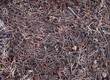 Pine needles
