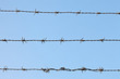 Barbed wire
