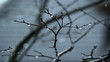 Small tree branch with raindrops. Light rain falling