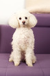 Poodle