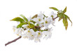 Photo: Flowers of a sweet cherry Flowers of a sweet cherry