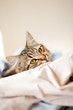 cat relaxes and dreams on a bed