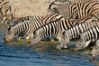 Plains Zebras drinking water, Etosha National Park