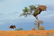 Ostrich and Acacia tree, Kalahari desert