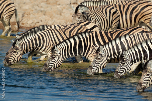 Photo: Plains Zebras drinking water, Etosha National Park Plains Zebras drinking water, Etosha National Park