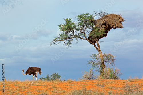 Photo: Ostrich and Acacia tree, Kalahari desert Ostrich and Acacia tree, Kalahari desert