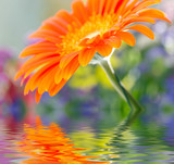 Closeup photo of yellow daisy-gerbera