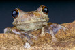 Giant Brazilian Tree frog / Hypsiboas boans