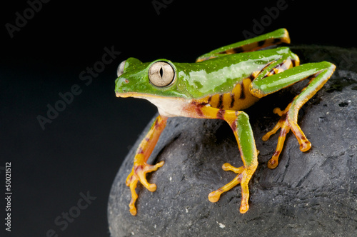 Photo: Orange legged leaf frog / Phyllomedusa hypochondrialis Orange legged leaf frog / Phyllomedusa hypochondrialis