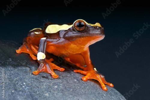 Photo: Clown Tree Frog / Dendropsophus leucophyllatus Clown Tree Frog / Dendropsophus leucophyllatus