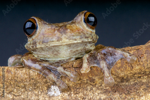 Photo: Giant Brazilian Tree frog / Hypsiboas boans Giant Brazilian Tree frog / Hypsiboas boans