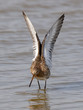 Uferschnepfe, black tailed godwit, Limosa limosa