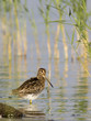 Bekassine, Gallinago gallinago