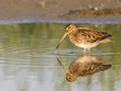 Bekassine, Gallinago gallinago