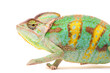 One Yemen chameleon