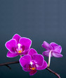 Orchideenkarte