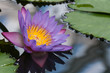 close up of violet water lily