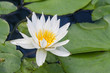 white water lily