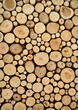 tree stumps background
