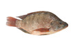 Tilapia isolated on white background