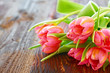 Foto: Tulipa Tulipa