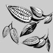 cacao beans  illustration