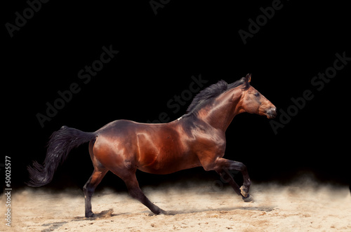Photo: galloping beautiful sportive horse isolated on black background galloping beautiful sportive horse isolated on black background