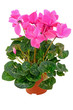 Cyclamen in a flowerpot