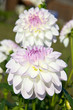 Dahlia flower