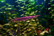 Florida gar fish