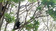 Monkey family play on tree branch.