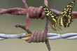 papillon, symbole de liberté, sur fil de fer barbelé