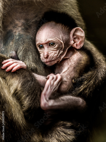 Photo: Baby monkey - Macacus mulatta also called the rhesus monkey Baby monkey - Macacus mulatta also called the rhesus monkey