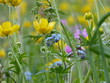 Vergissmeinnicht in der Blumenwiese